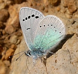 Green-underside Blue - Glaucopsyche alexis © Teresa Farino